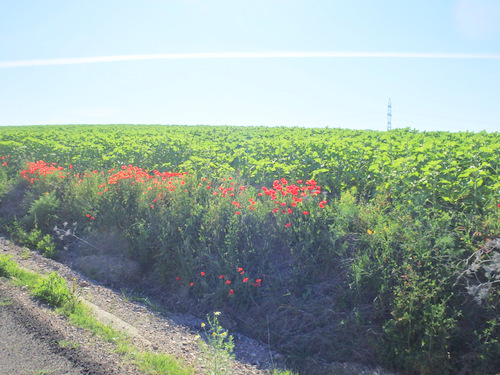 We will get to see many Poppies today.